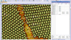 Work flow 2 : Image capture Work flow 2 : Measurements  > Olympus Stream materials science software > Olympus Stream, image analysis software