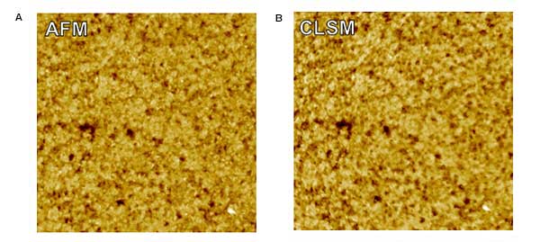 표면 거칠기 특성화 CLSM과 AFM의 비교