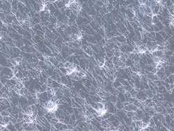Distribuição de nanofios no campo claro