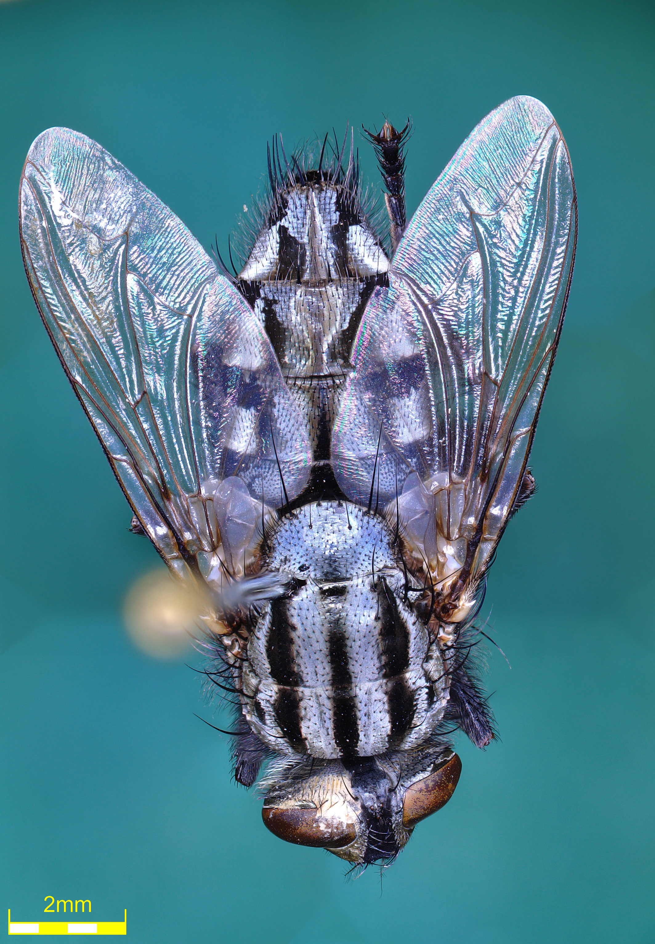 Étude de mouches à l’aide d’un microscope numérique