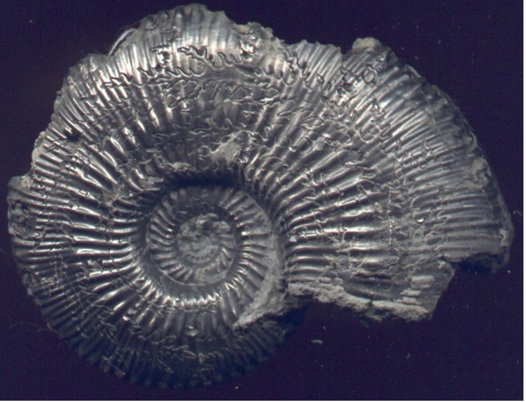 Ammonite proveniente dalla formazione argillosa di Oxford in Gran Bretagna