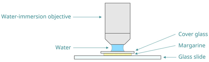 Diagram of measurement using a water immersion objective