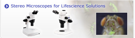 Stereo Microscopes